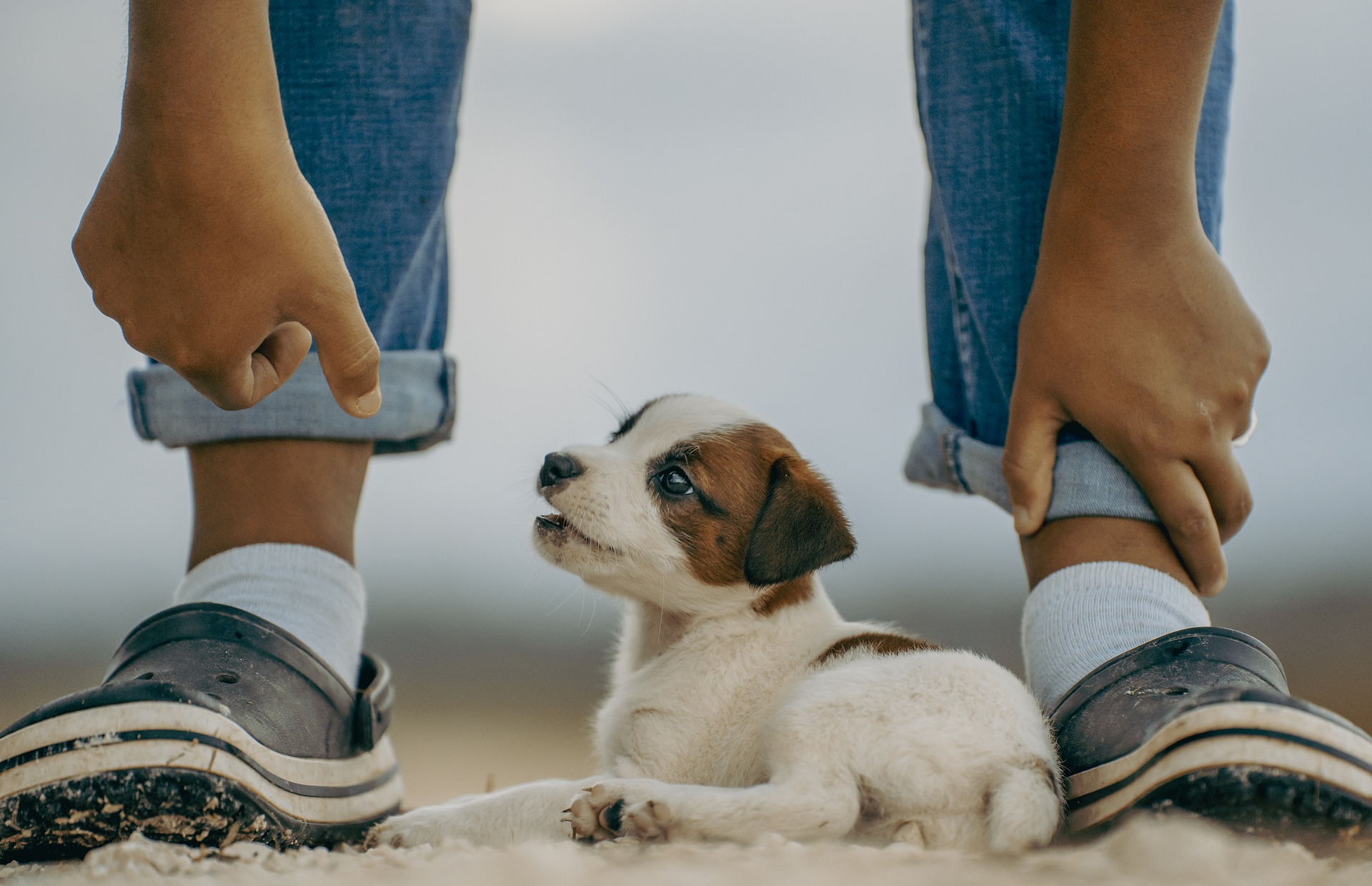 子犬との生活